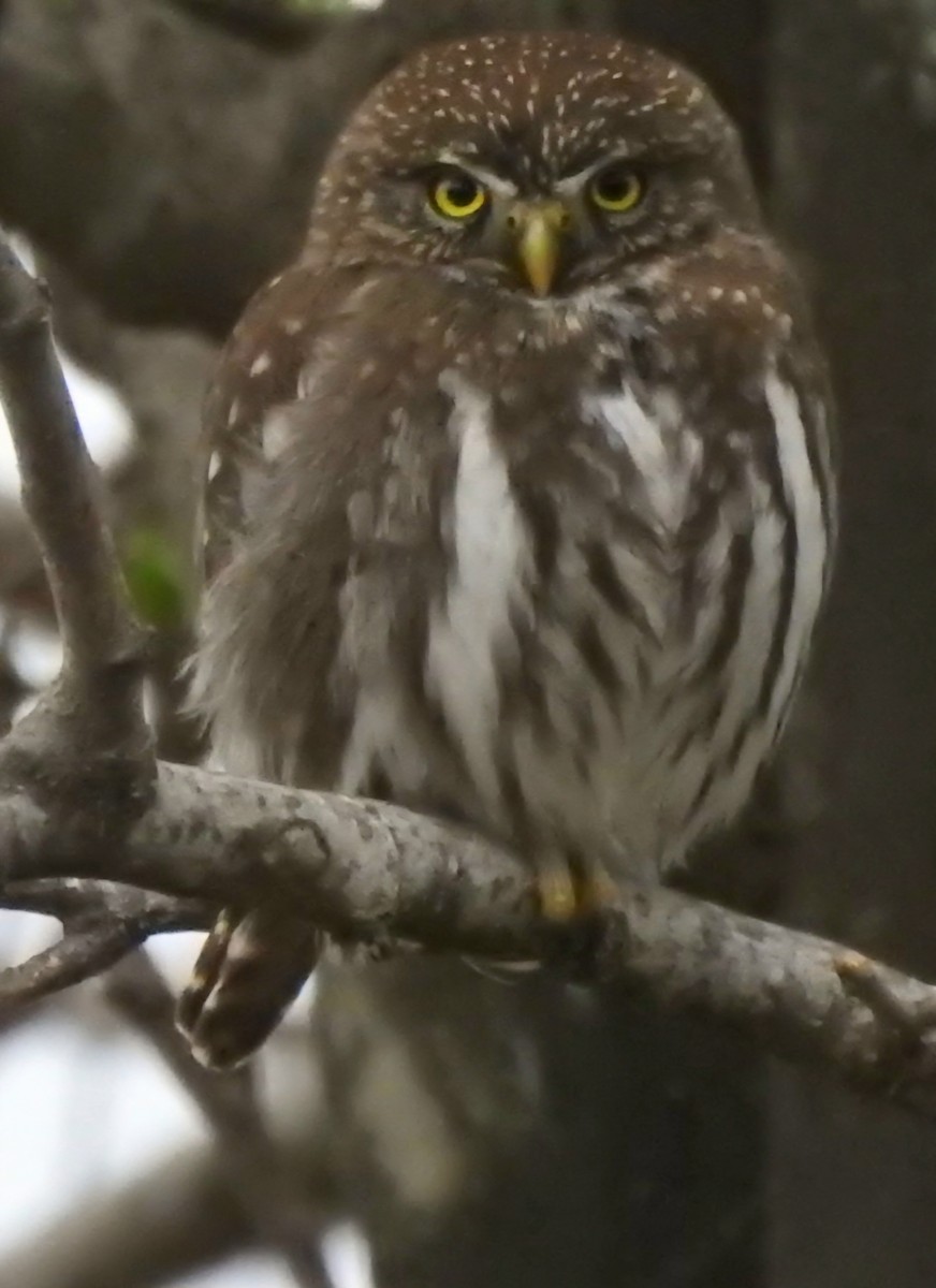 Ferruginous Pygmy-Owl - ML620688221