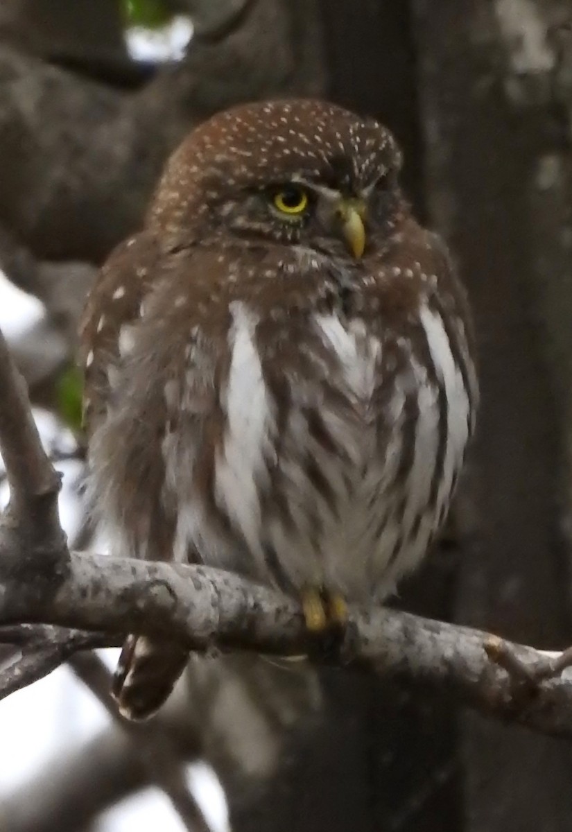 Ferruginous Pygmy-Owl - ML620688222