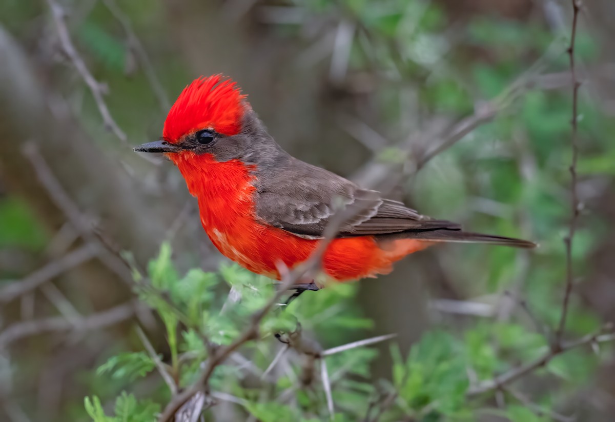 Vermilion Flycatcher - ML620688224