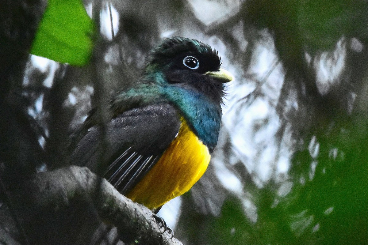 Atlantic Black-throated Trogon - ML620688225