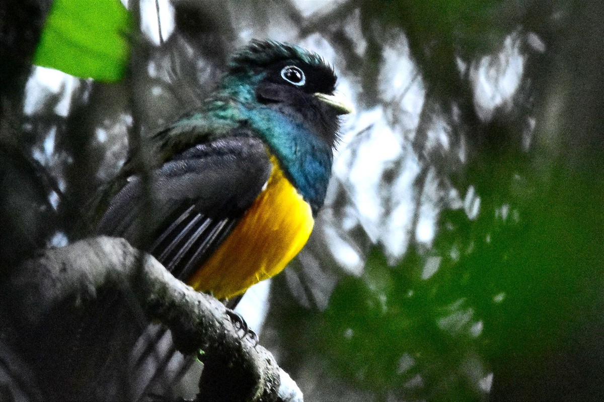 Atlantic Black-throated Trogon - ML620688226