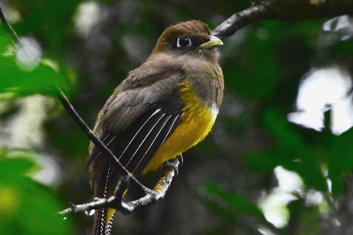 Atlantic Black-throated Trogon - ML620688227