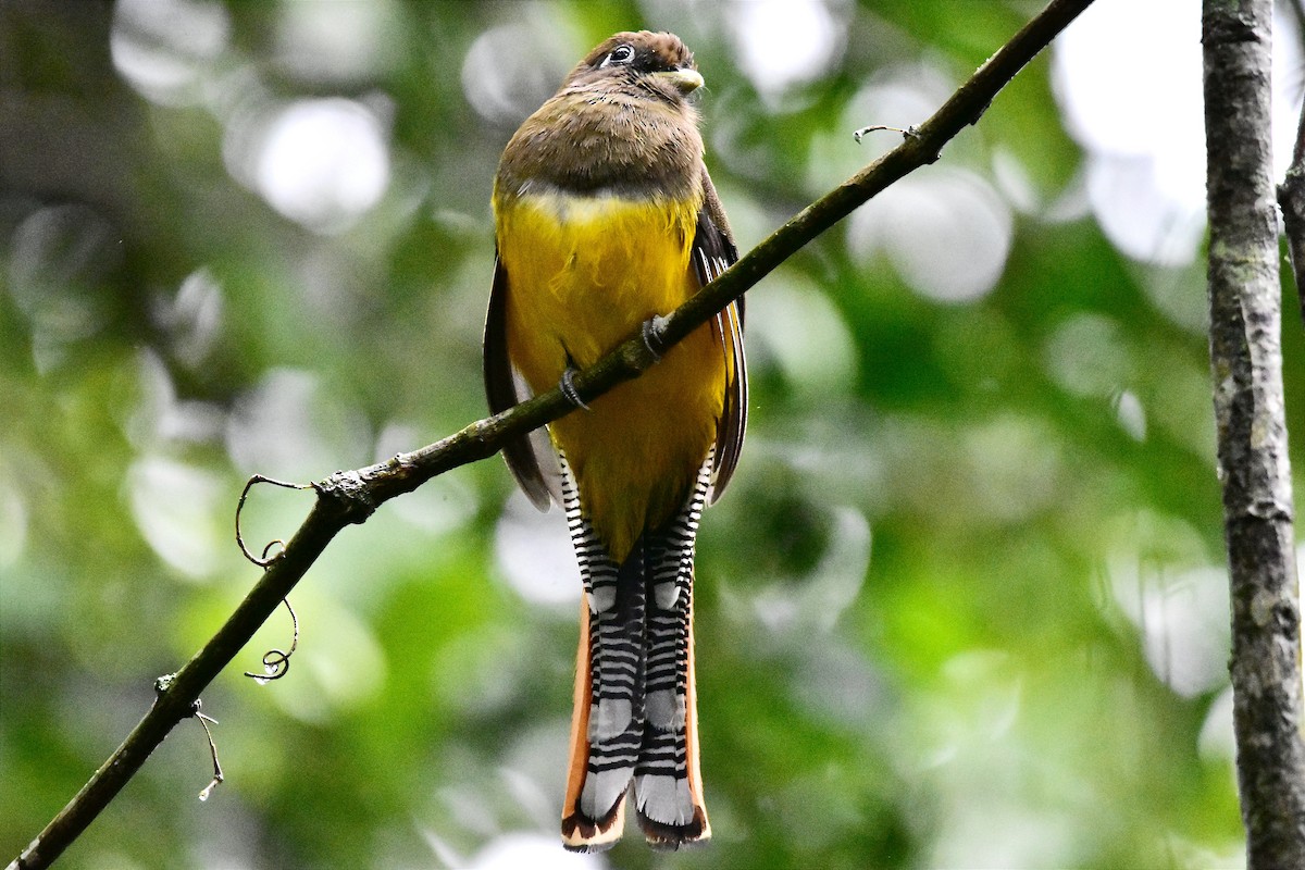 Trogon de Pelzeln - ML620688229