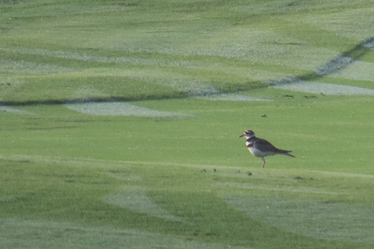 Killdeer - ML620688231