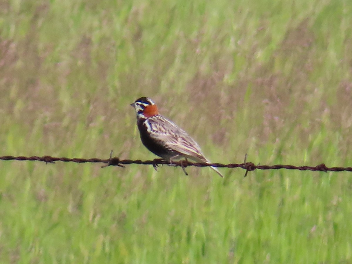 Chestnut-collared Longspur - ML620688233