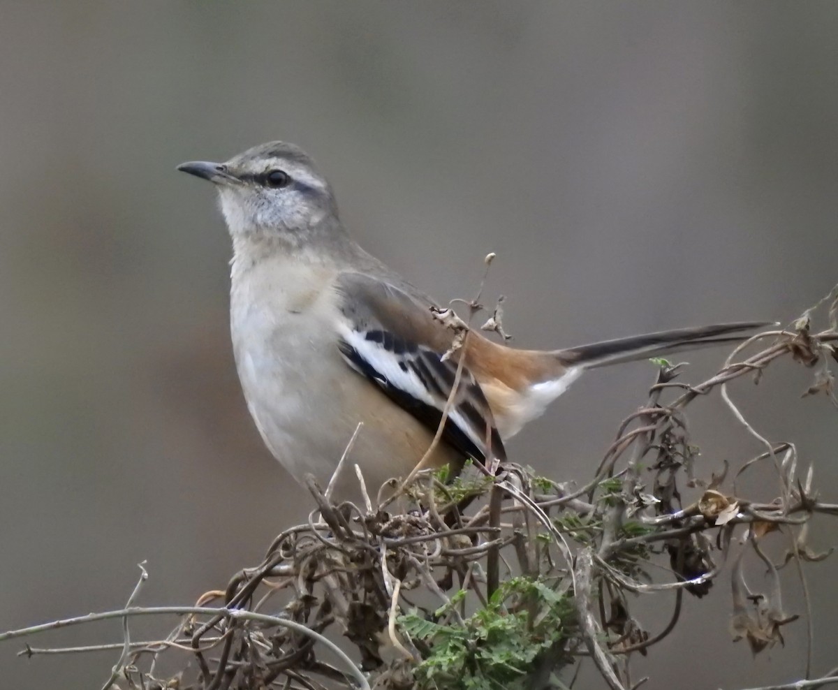 White-banded Mockingbird - Fernando Muñoz