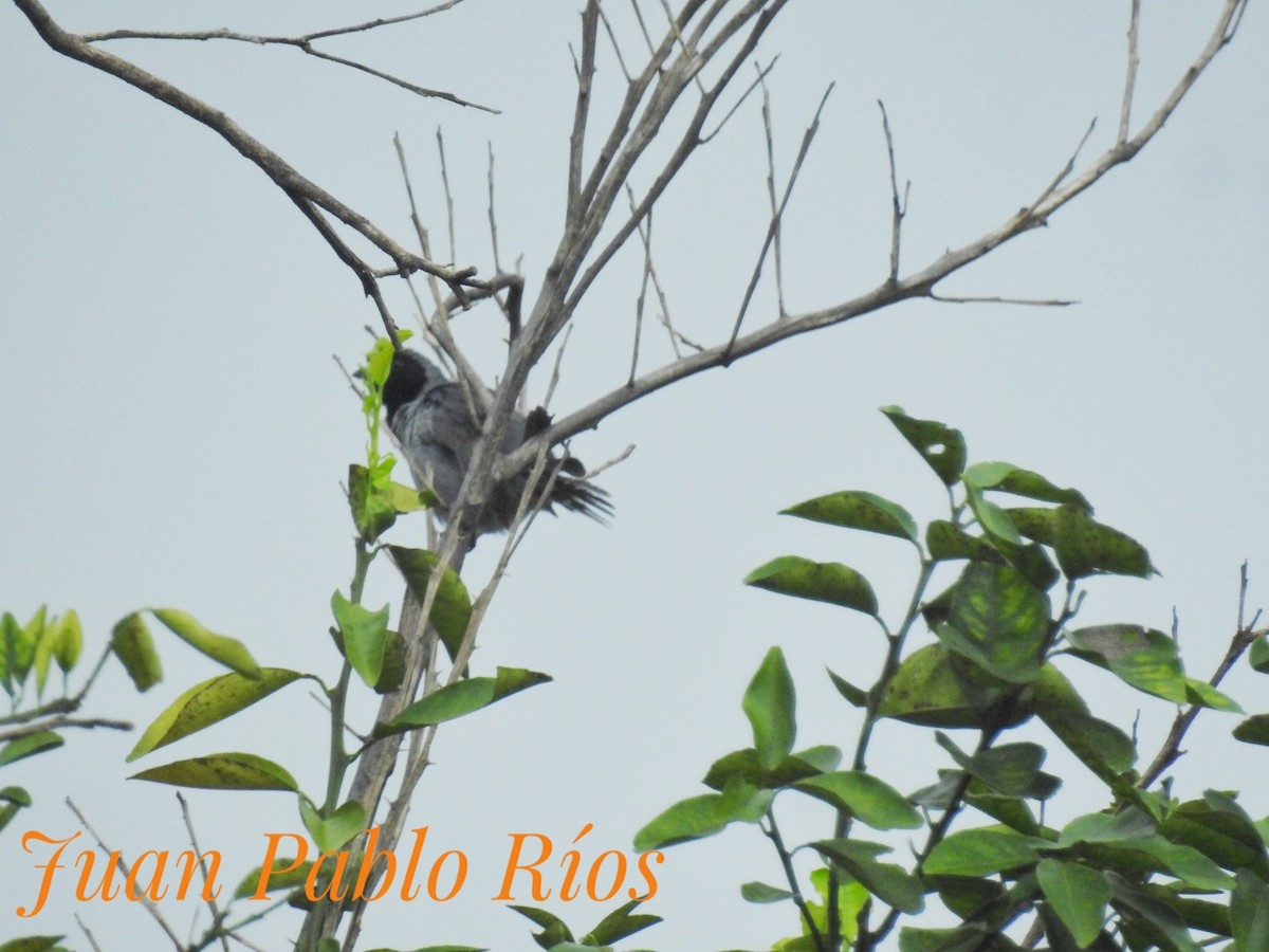 Black-faced Tanager - ML620688238