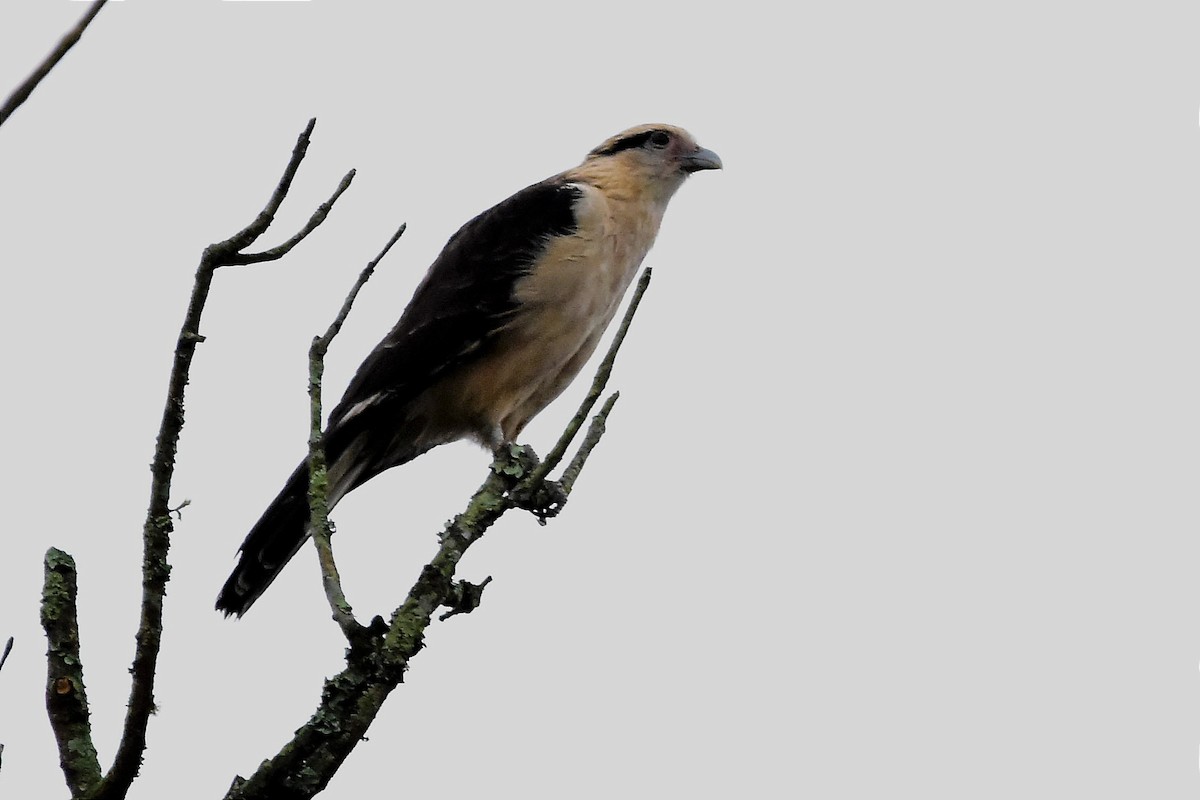 Caracara Chimachima - ML620688239