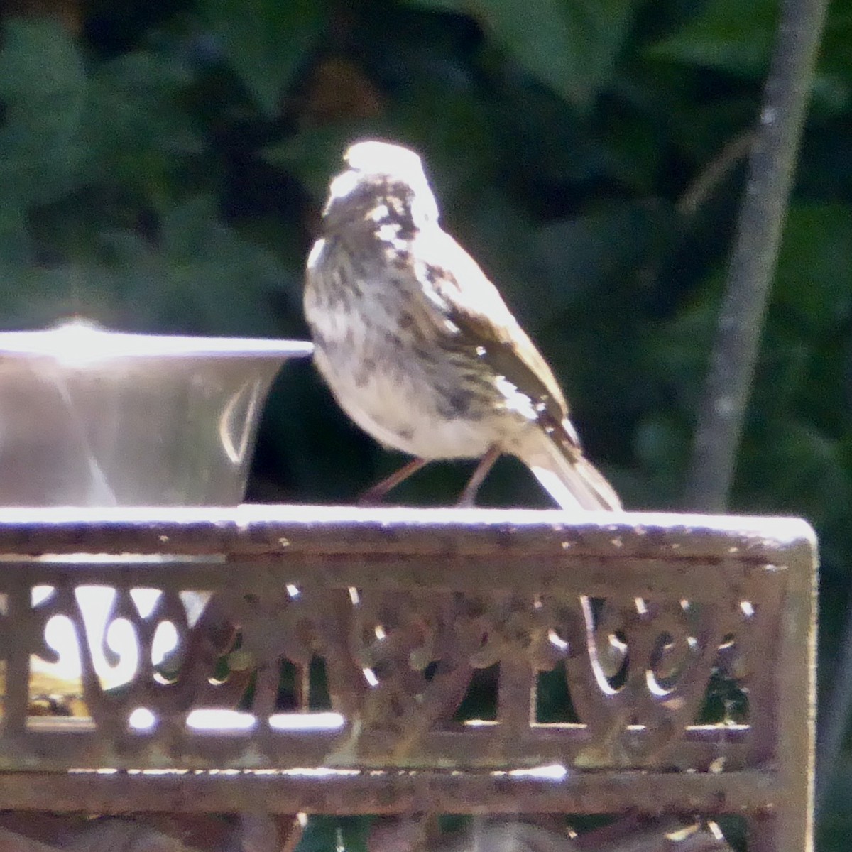 House Finch - ML620688242