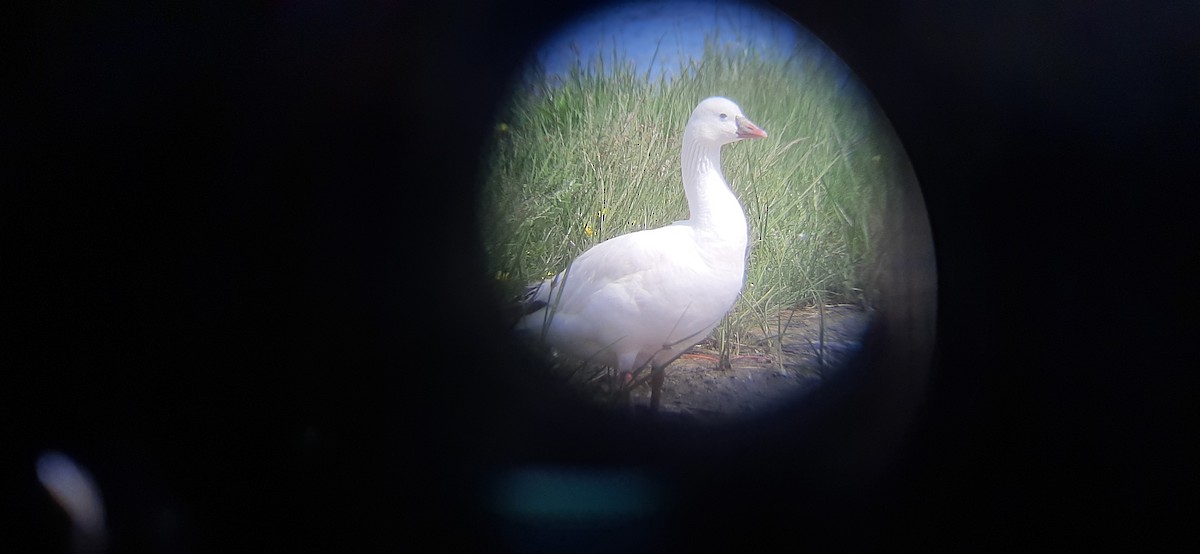 Ross's Goose - ML620688243