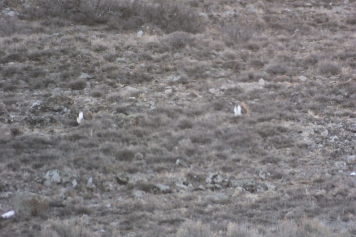 Greater Sage-Grouse - ML620688246