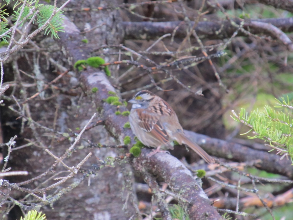 White-throated Sparrow - ML620688247