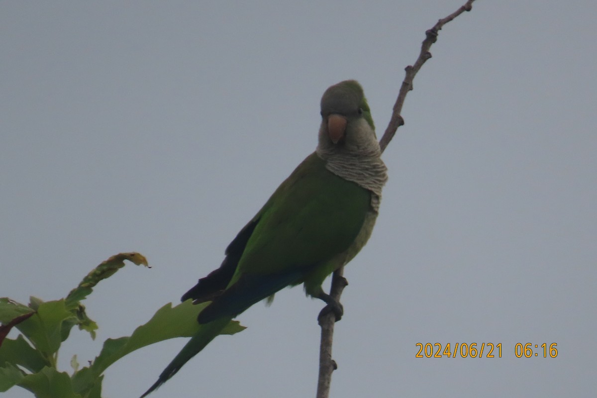 Monk Parakeet - ML620688249