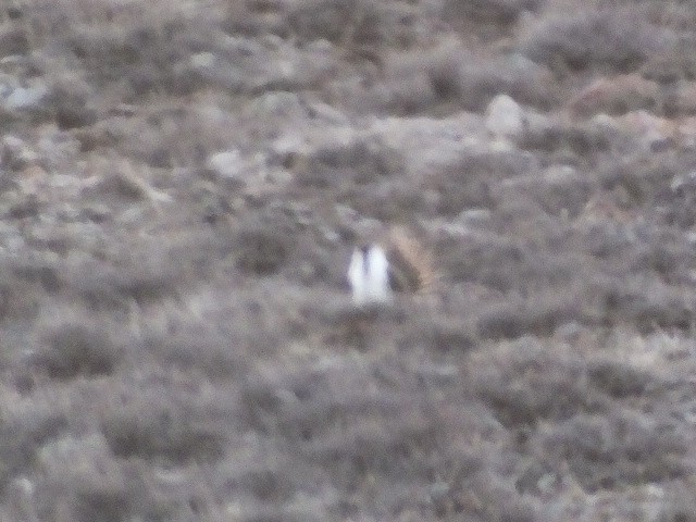 Greater Sage-Grouse - ML620688250