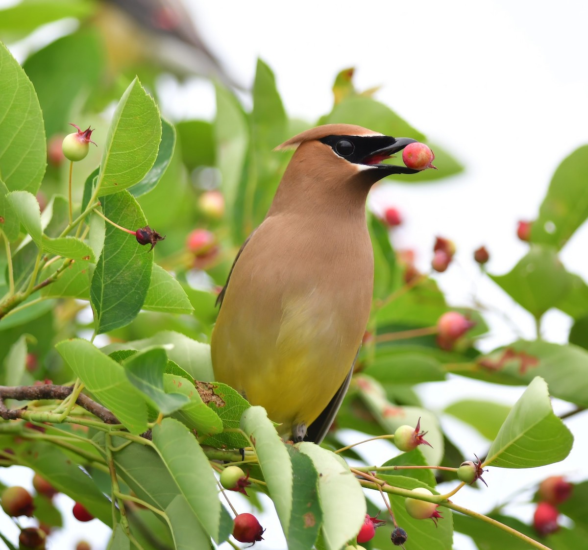 Cedar Waxwing - Alan Sankey  COHL