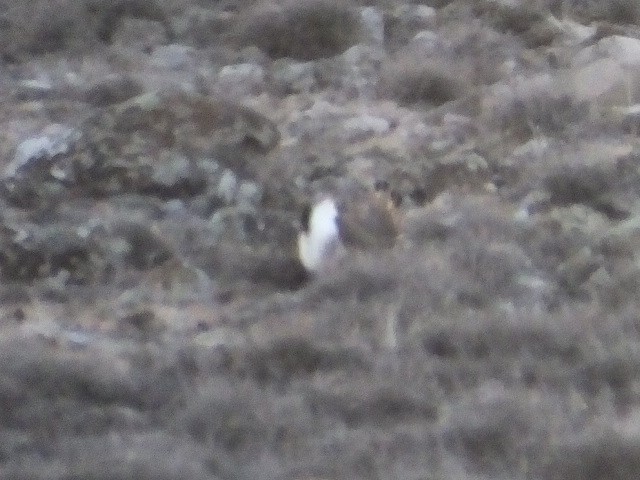 Greater Sage-Grouse - ML620688252