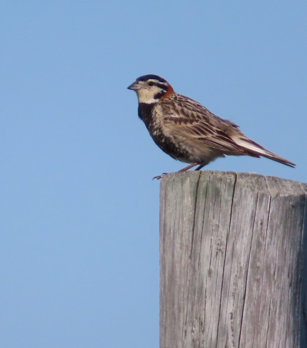 Chestnut-collared Longspur - ML620688254