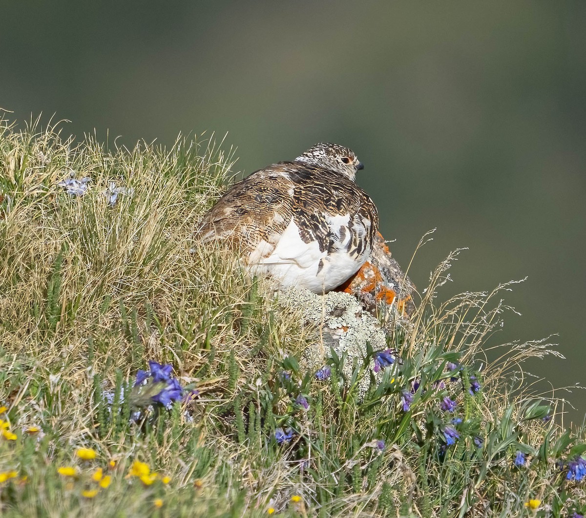 White-tailed Ptarmigan - ML620688255