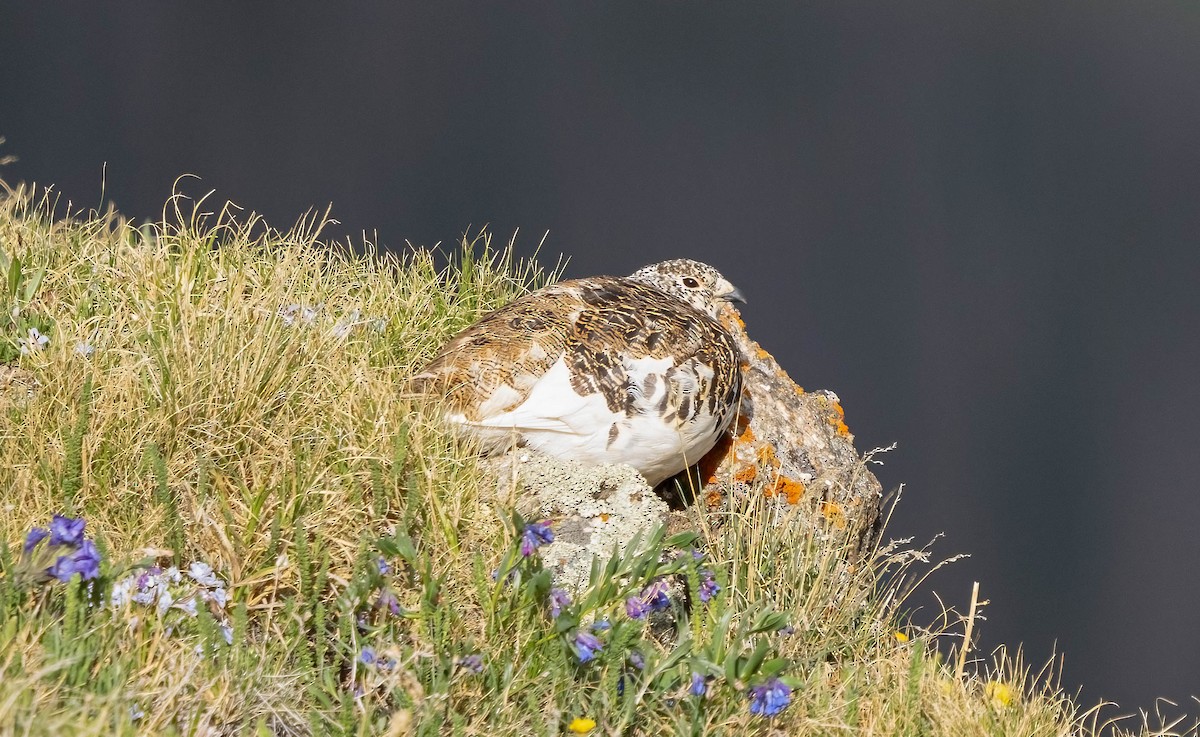 White-tailed Ptarmigan - ML620688256