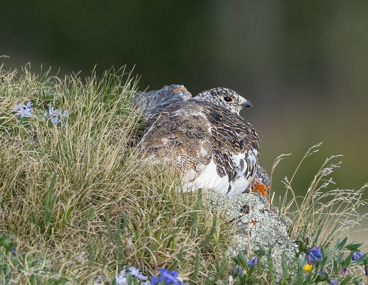 White-tailed Ptarmigan - ML620688257