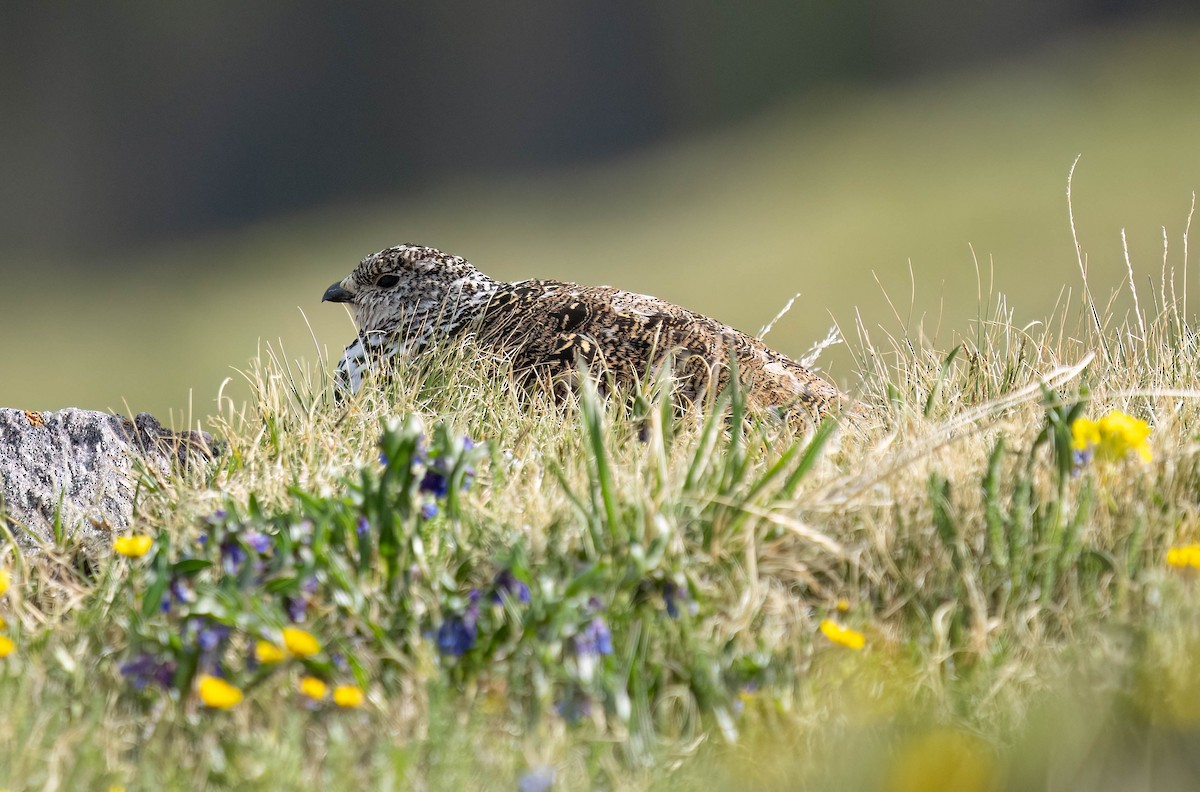 White-tailed Ptarmigan - ML620688258