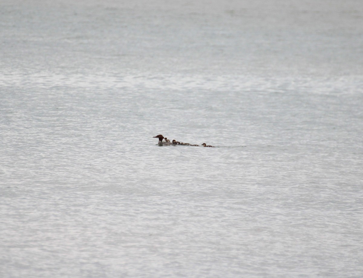 Common Merganser - ML620688259