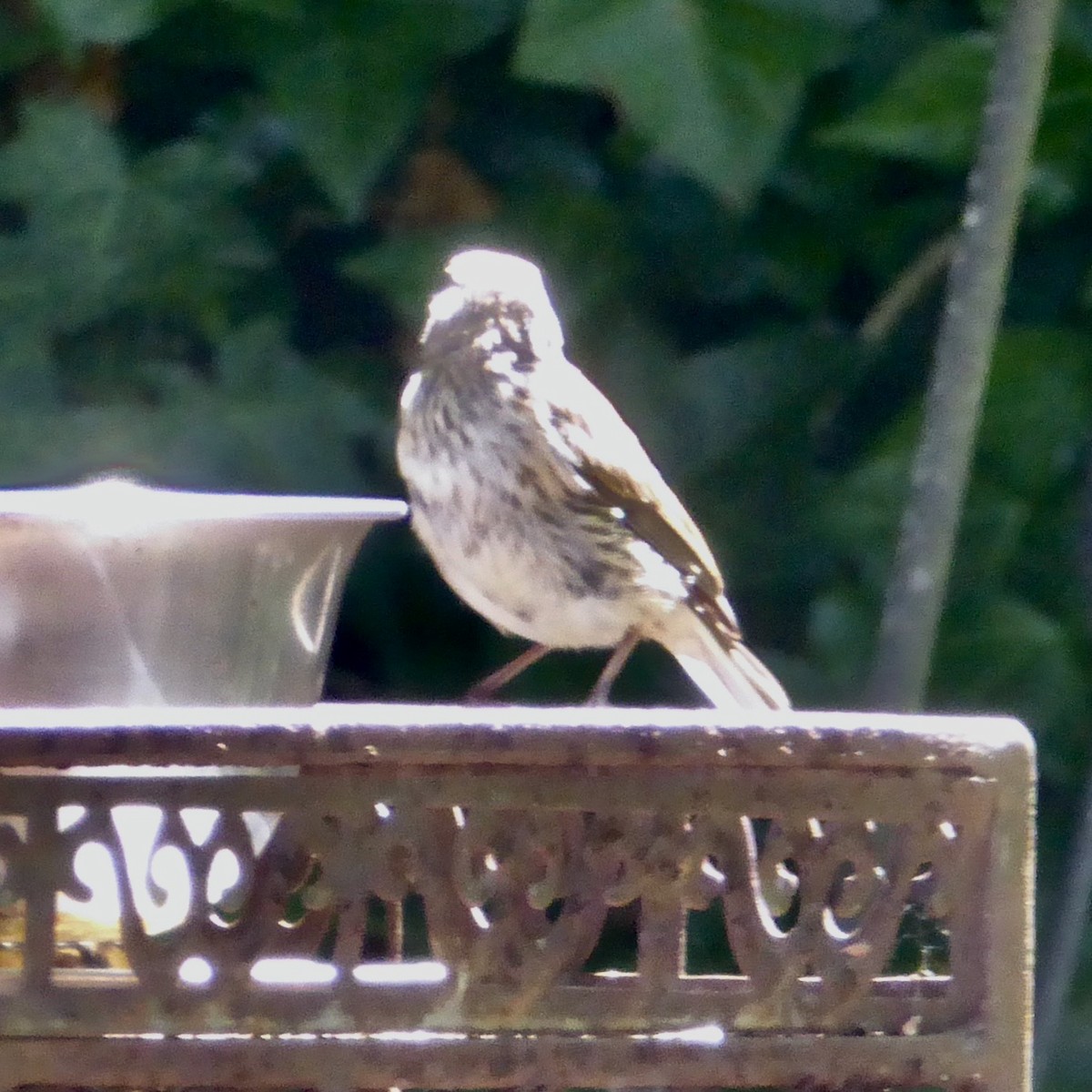 House Finch - ML620688260