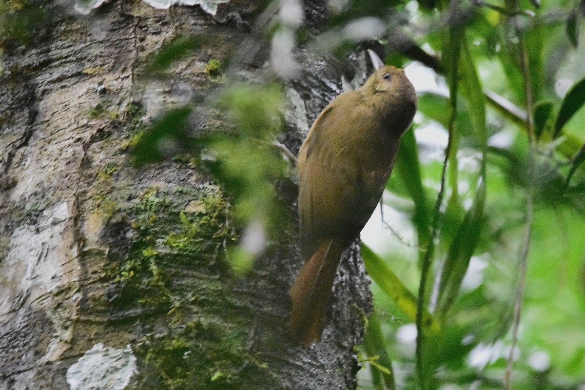 Olivaceous Woodcreeper - ML620688261