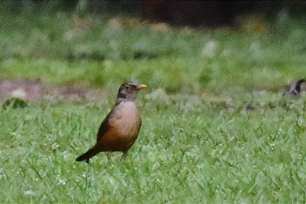 Merle à ventre roux - ML620688263