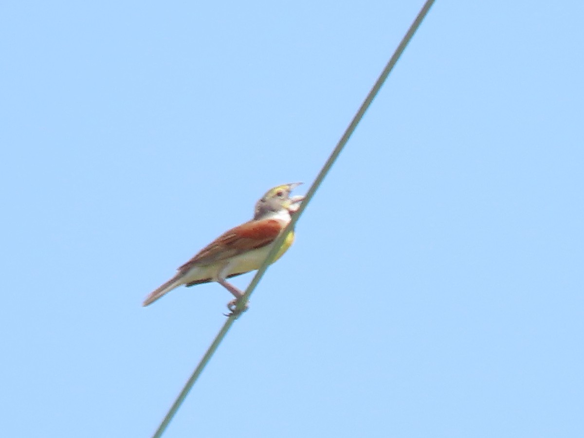 Dickcissel - ML620688266