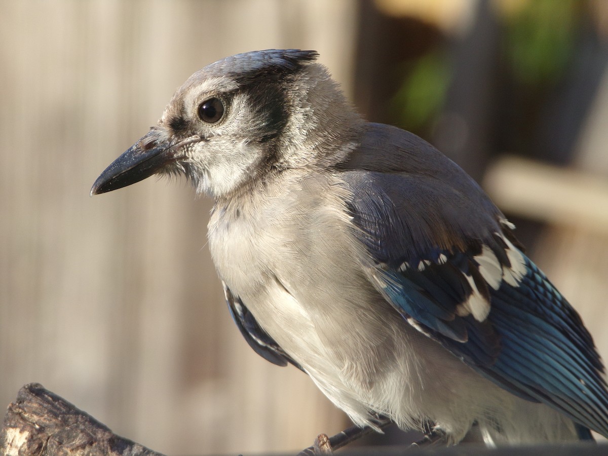 Blue Jay - ML620688269