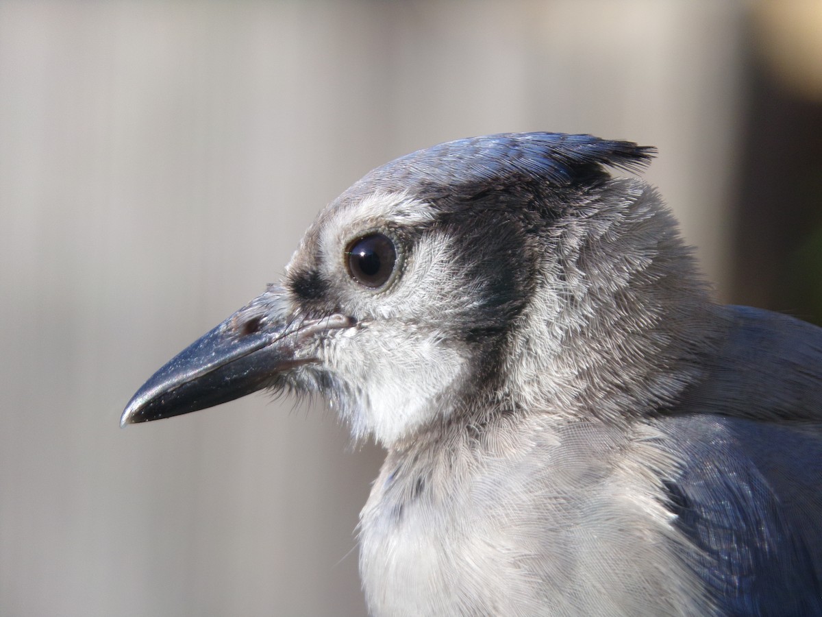 Blue Jay - ML620688270