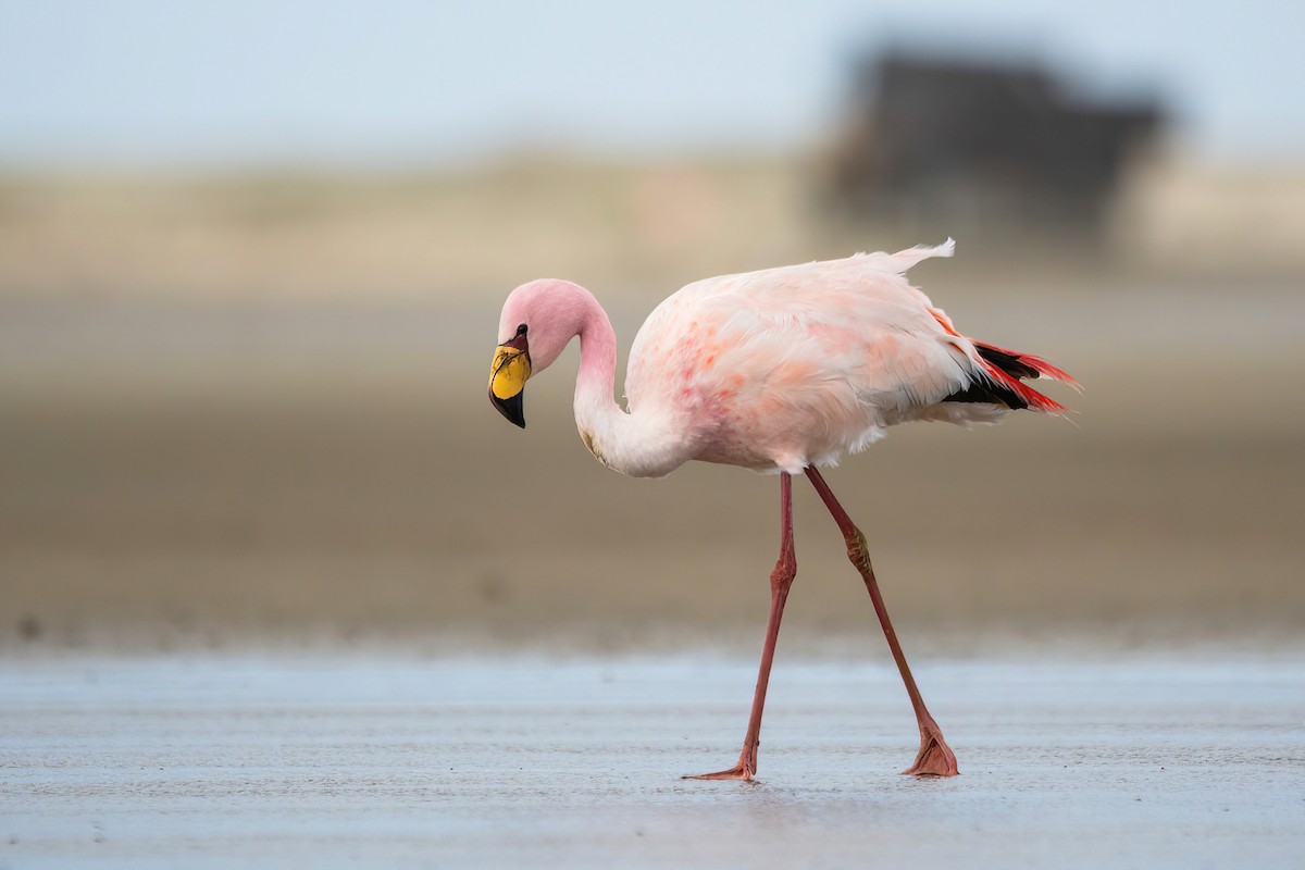 James's Flamingo - ML620688273