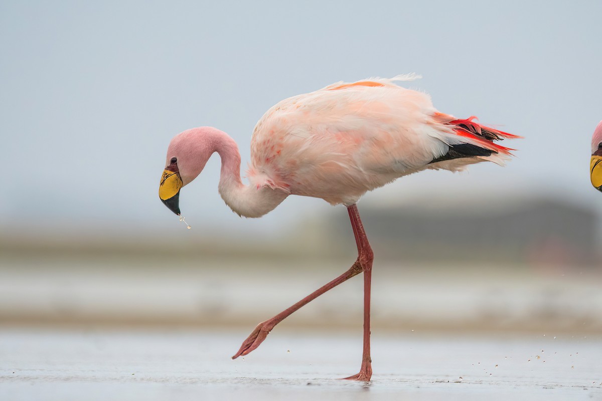 James's Flamingo - ML620688274