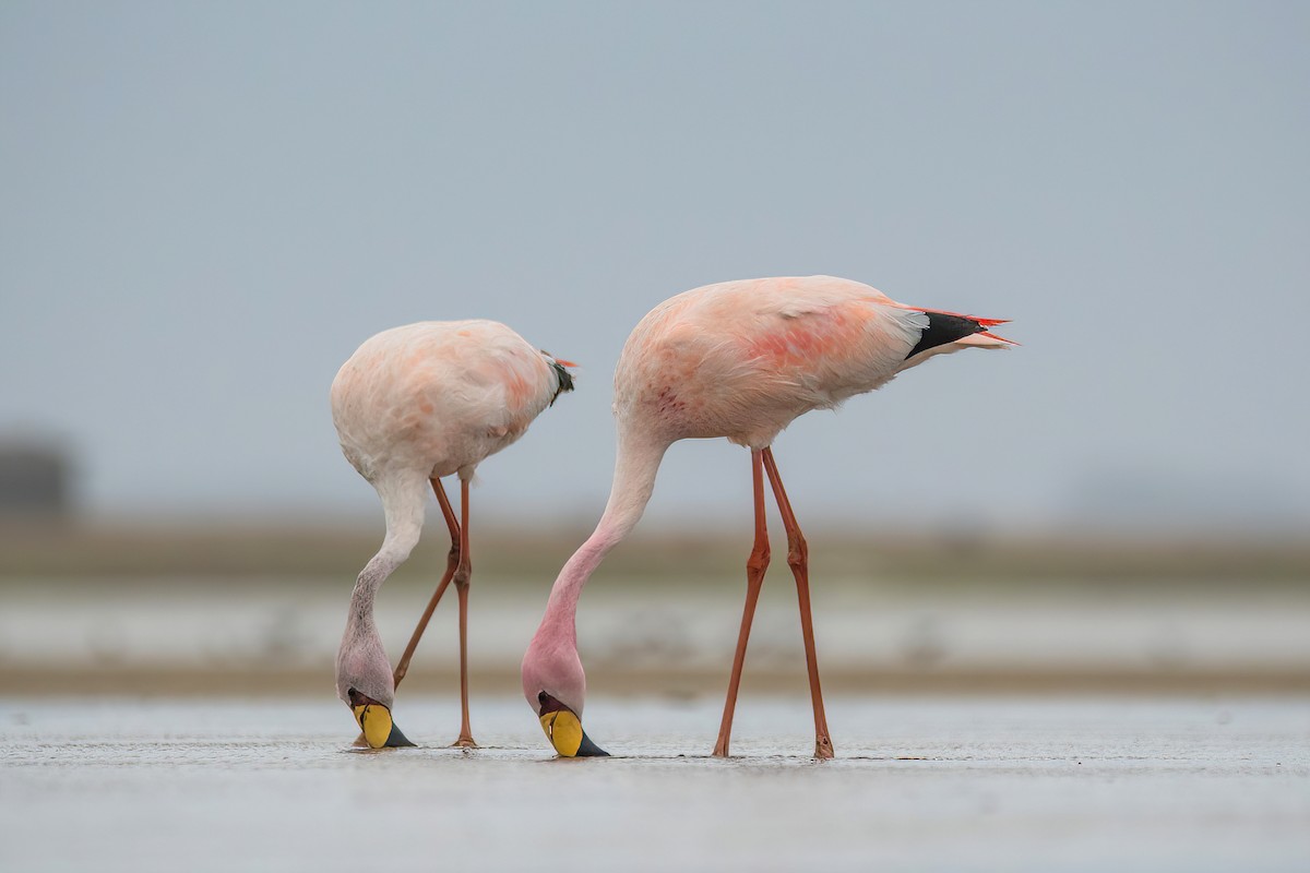 James's Flamingo - ML620688276