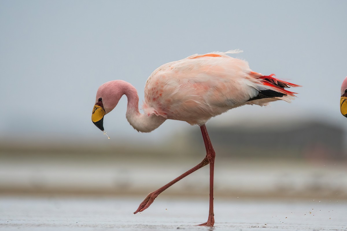 James's Flamingo - ML620688279