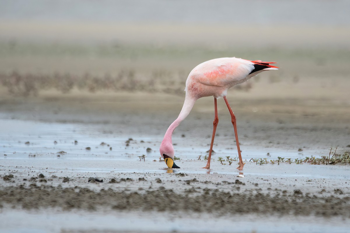 James's Flamingo - ML620688280