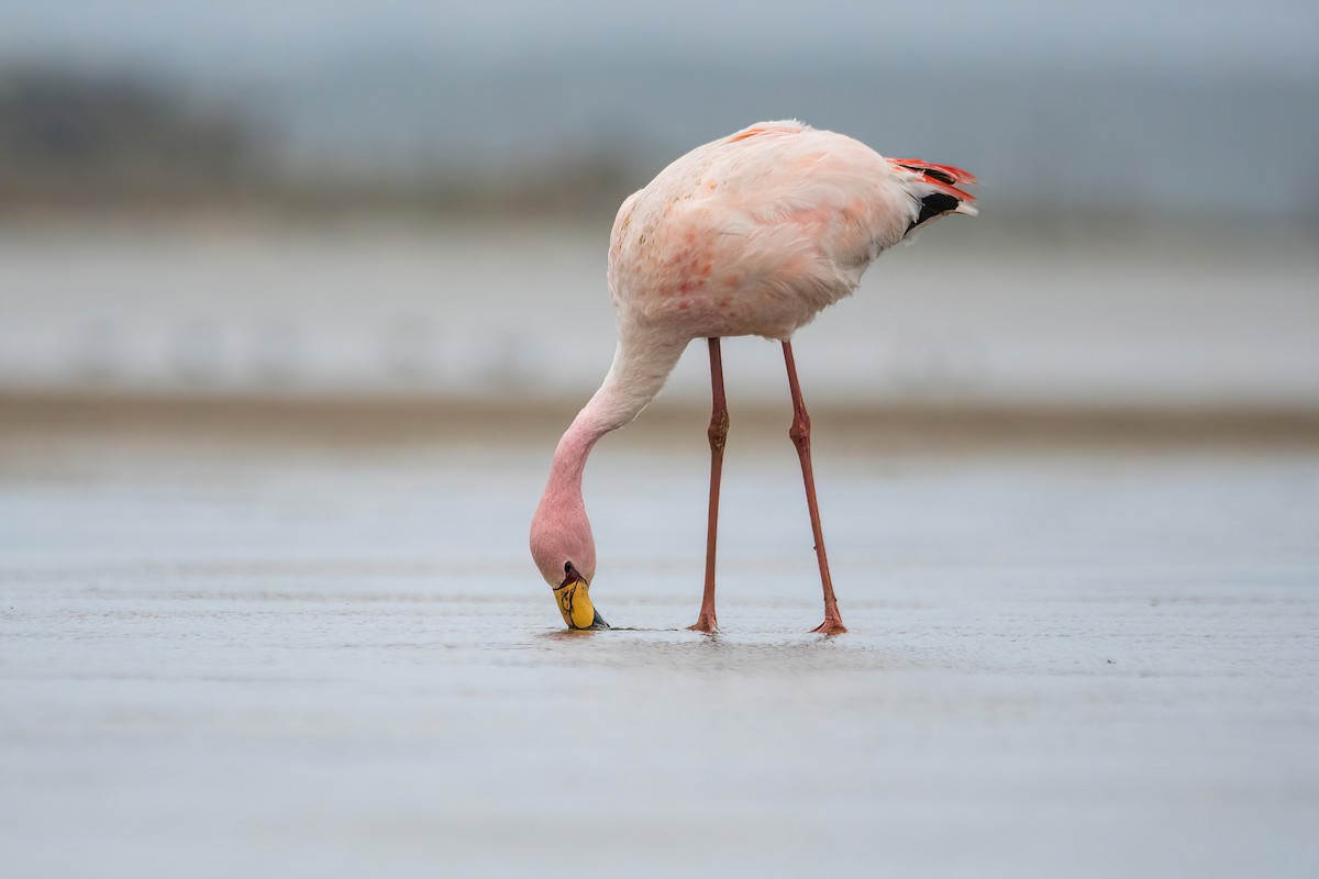 James's Flamingo - ML620688281