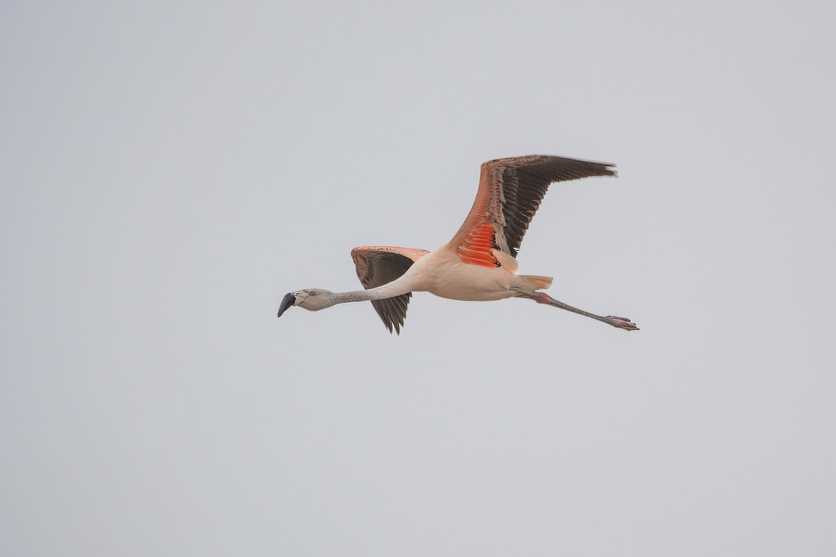 Chilean Flamingo - ML620688282