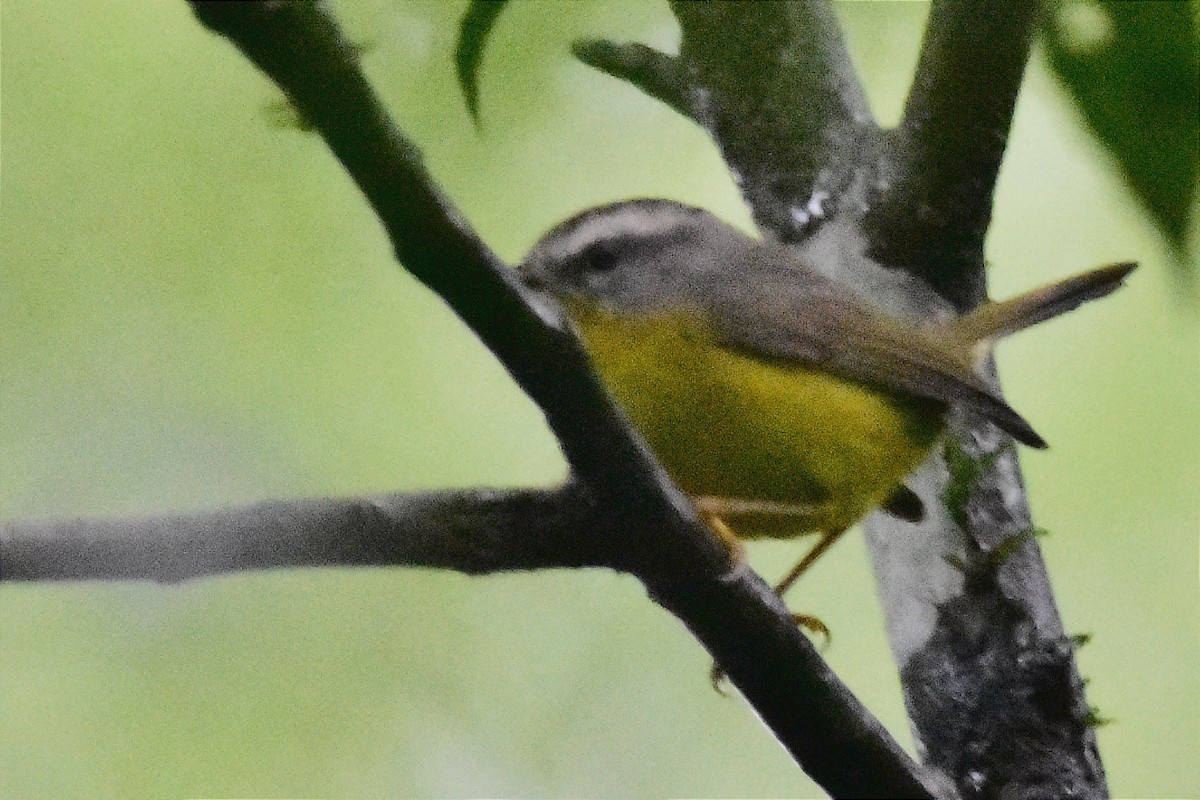 Golden-crowned Warbler - ML620688284