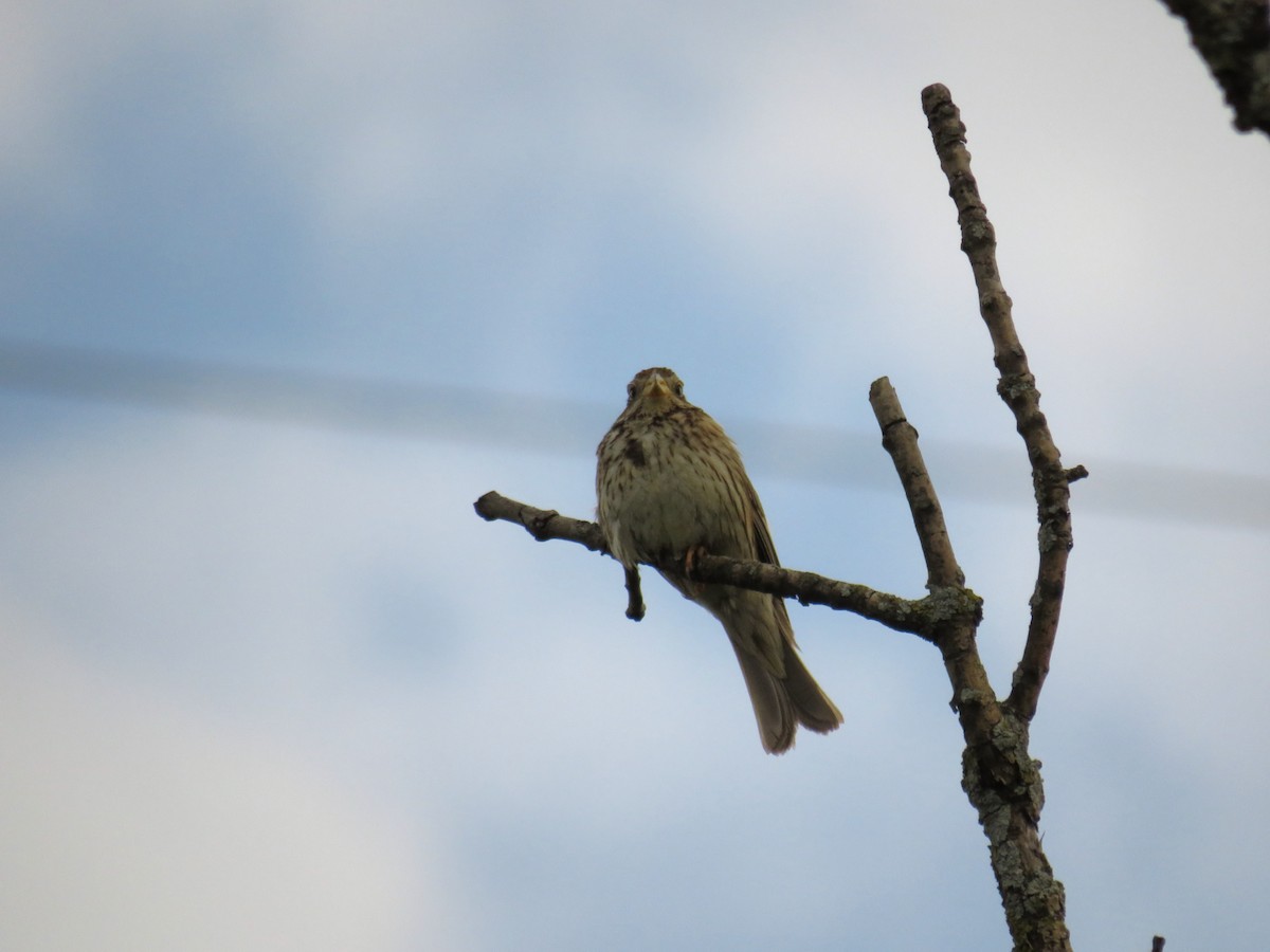 Corn Bunting - ML620688287