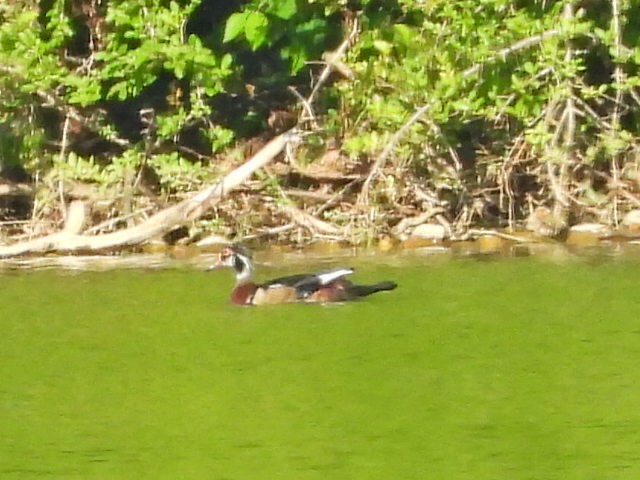 Wood Duck - ML620688288