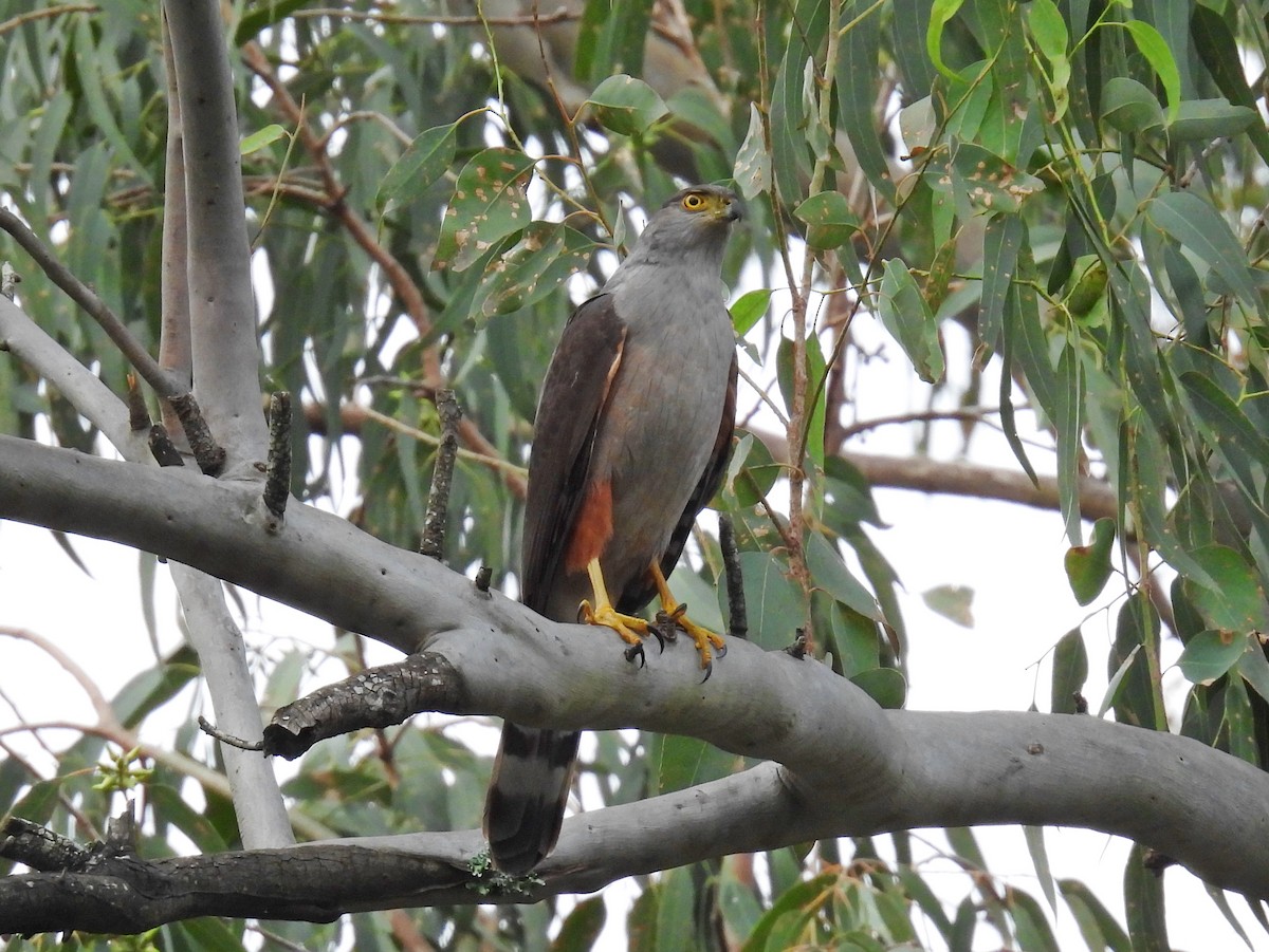 Bicolored Hawk - Luciano Buck