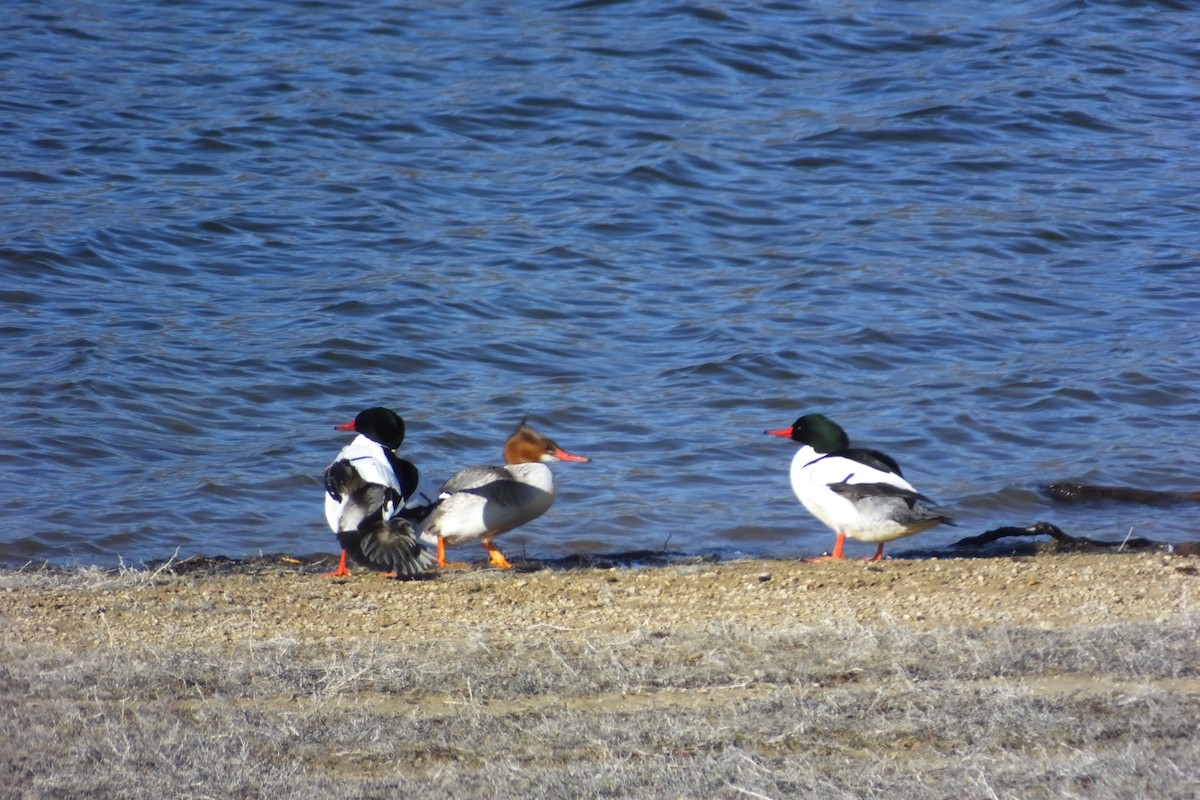 Common Merganser - ML620688291