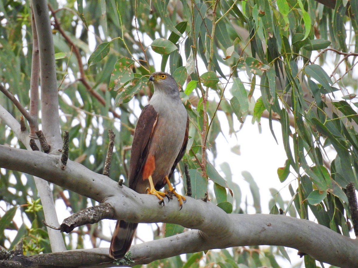 Bicolored Hawk - ML620688292