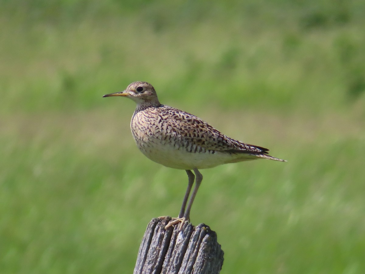 Upland Sandpiper - ML620688293