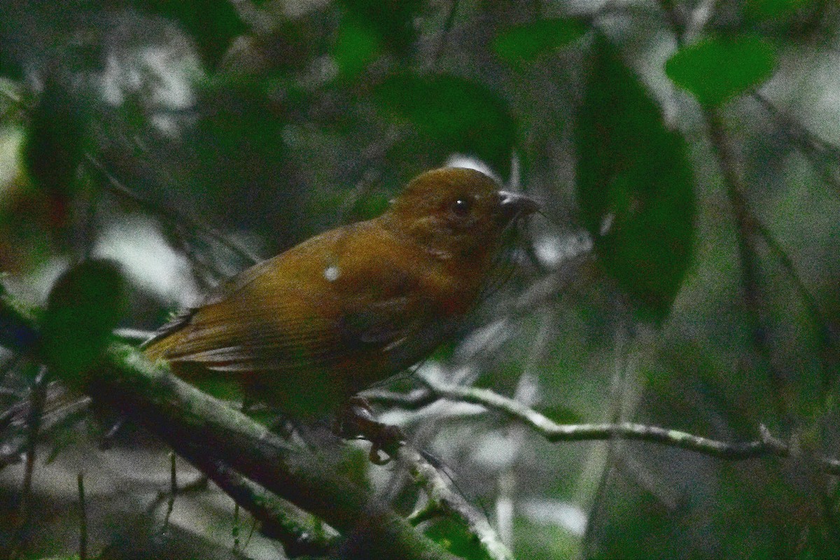 Red-crowned Ant-Tanager (Red) - ML620688294