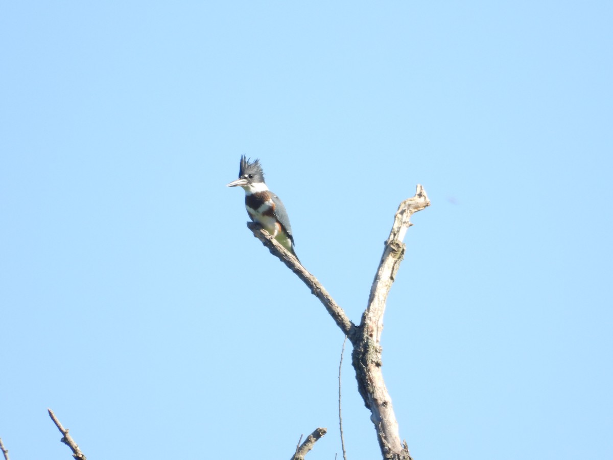 Belted Kingfisher - ML620688296