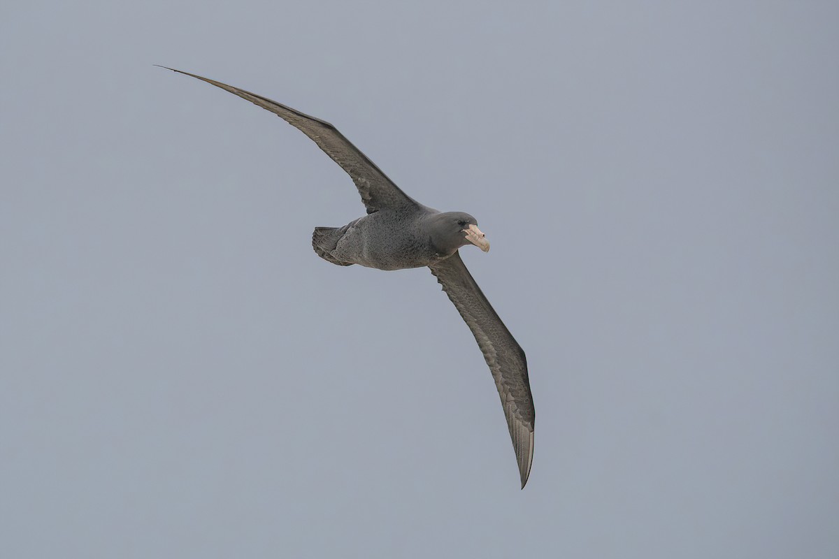 Southern Giant-Petrel - ML620688299