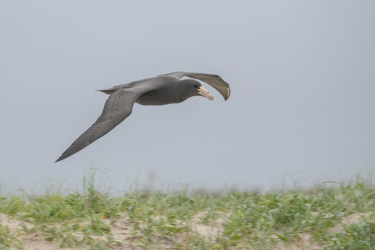 Southern Giant-Petrel - ML620688300